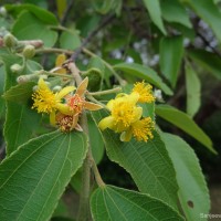 <i>Grewia helicterifolia</i>  Wall. ex G.Don